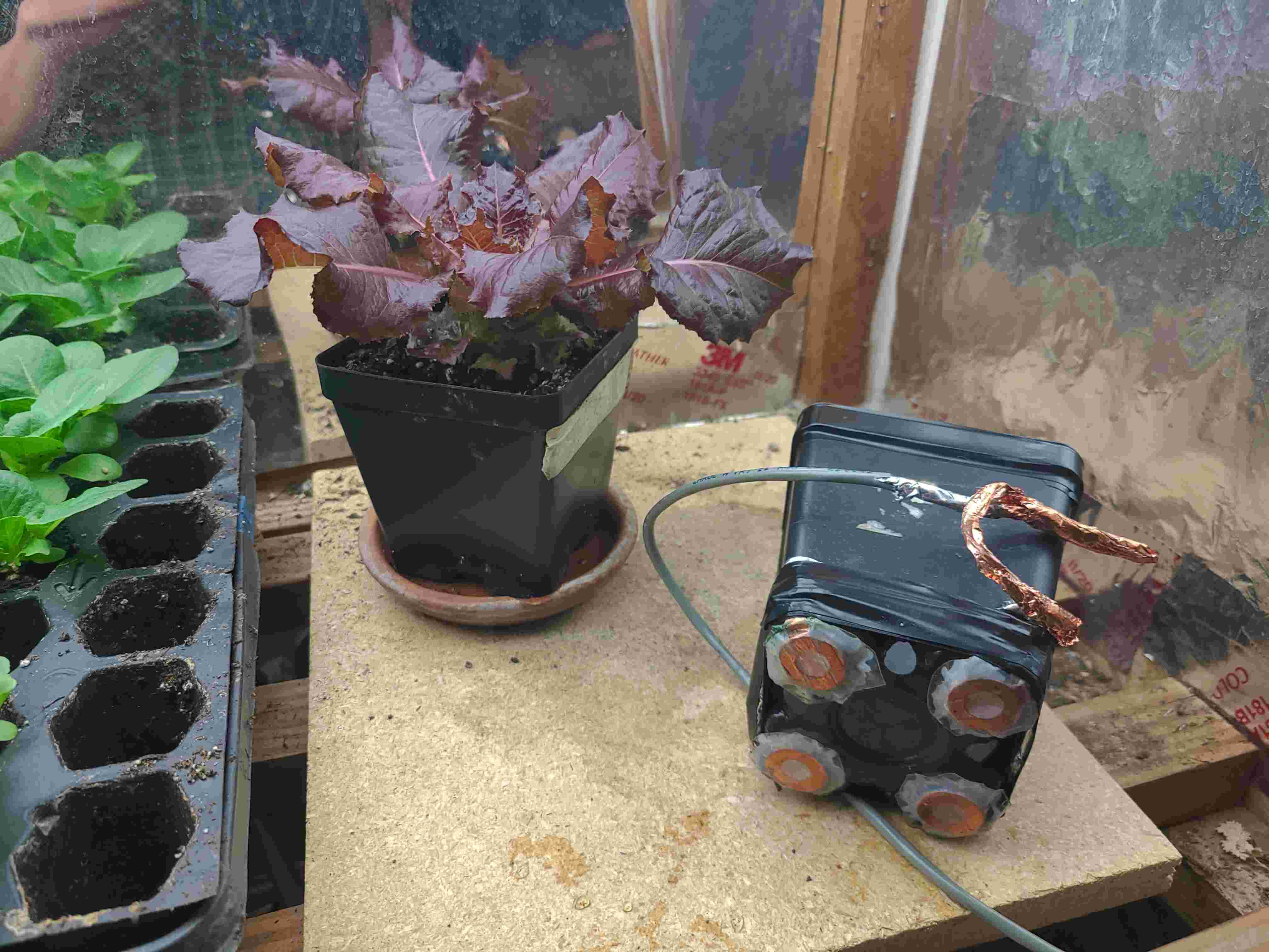 Velostat washer sandwiches installed on the bottom of a gardening cup. A plant that will go into the cup is also shown.